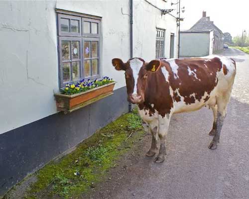 Sheppy Inn, Godney