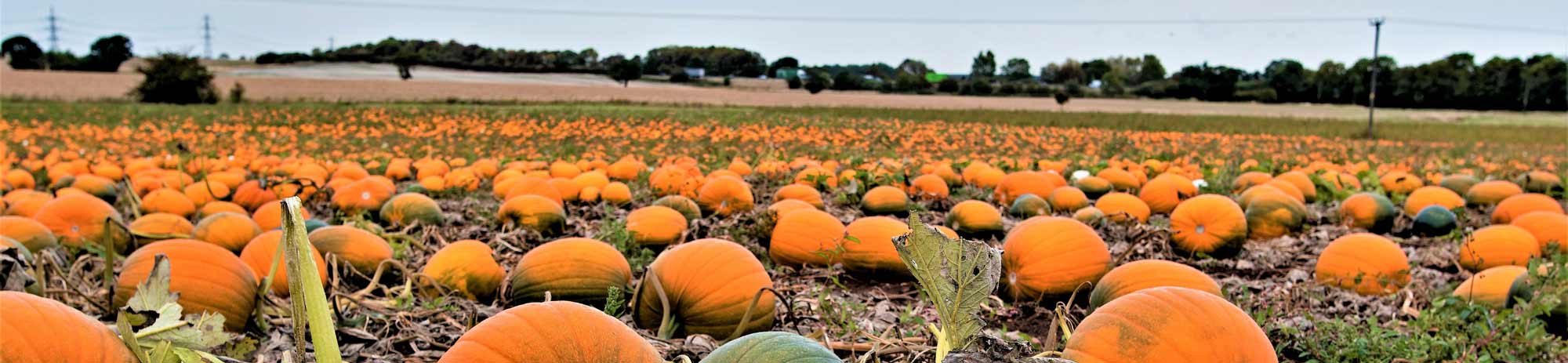 https://www.glastonburyweddingvenue.co.uk/wp-content/uploads/2023/09/pumpkins.jpg