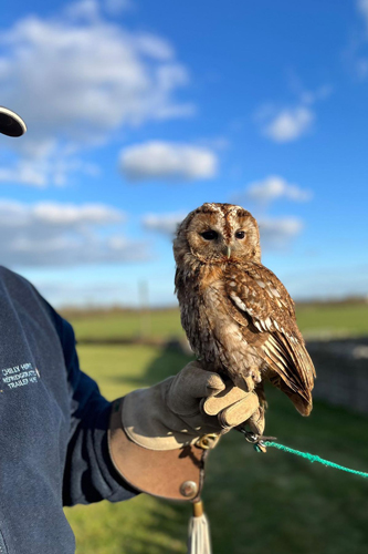 Falconry Experiences